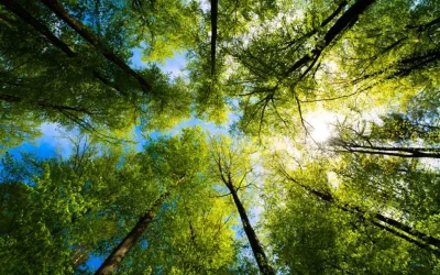 Scaling Nature-Based Solutions With Outcomes-Based Financing