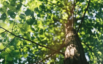 Investing In Nature’s Intangible Benefits: Ecosystem Approaches For Resilience And Impact