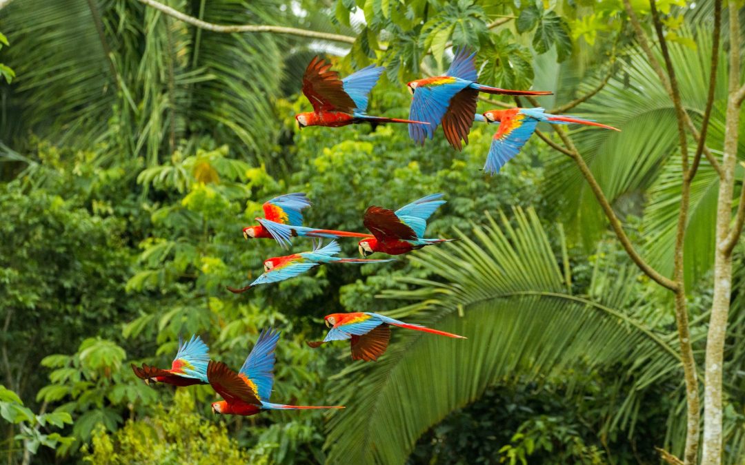 Rainforest Alliance