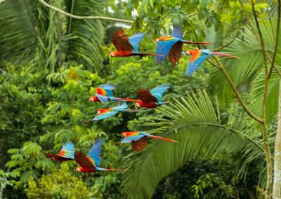 Rainforest Alliance