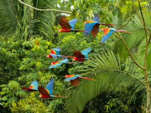 Rainforest Alliance